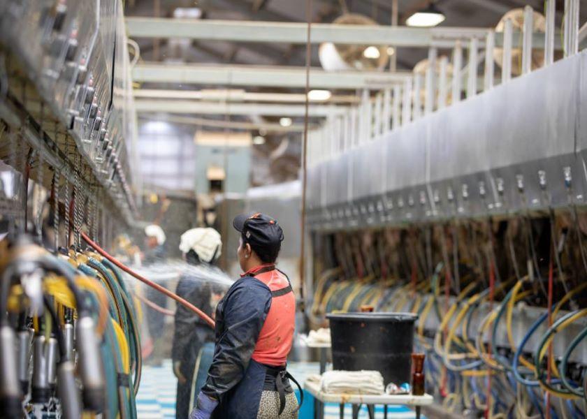 Tackling Labor Shortage on Your Farm Dairy Herd